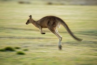 Klokan obrovsky - Macropus giganteus - Eastern Grey Kangaroo o8523